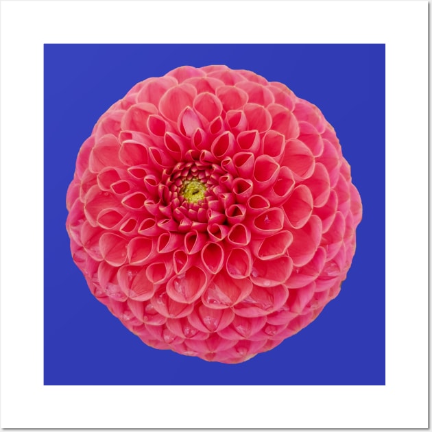 Red Dahlia Flower Wall Art by ellenhenryart